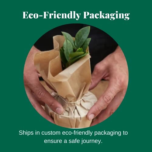 A person holding an eco-friendly packaging with a Tillandsia air plant inside, highlighting the plant's natural and sustainable qualities.