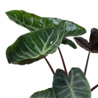 House Plant Shop Alocasia