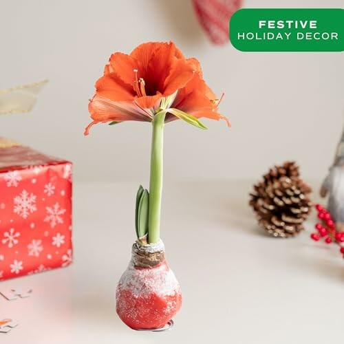 Red flower in bulb vase with festive decor