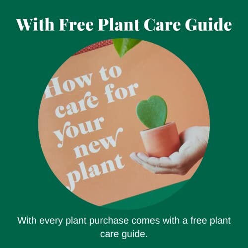 Hand holding small plant with heart-shaped leaf and text 'How to care for your new plant'