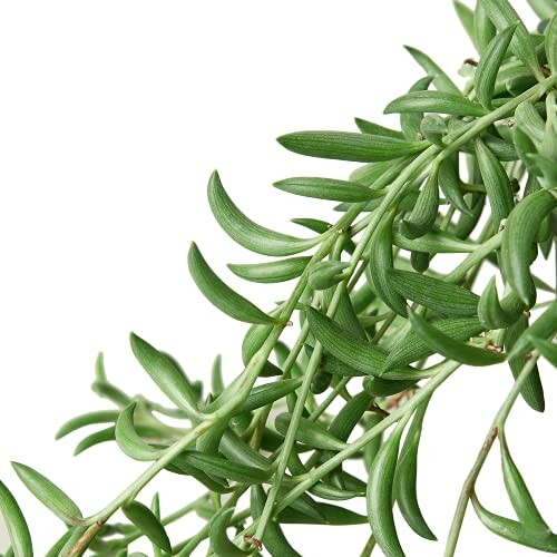 A sprig of fresh green rosemary on a white background