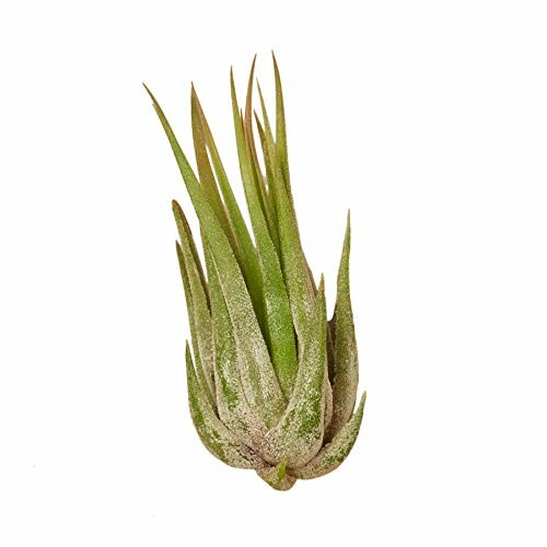 Green air plant on white background