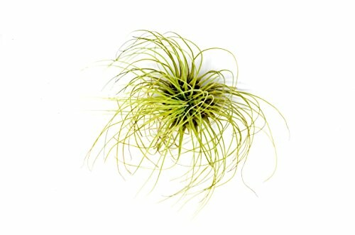 Green air plant on white background