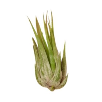 Green air plant on white background