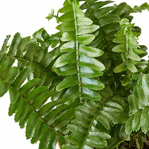 Fern 'Jester's Crown'