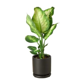 Green houseplant with large leaves in a black pot