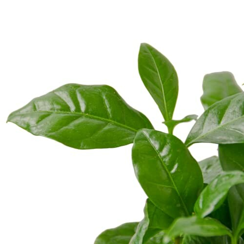 Close-up of green leaves on a white background