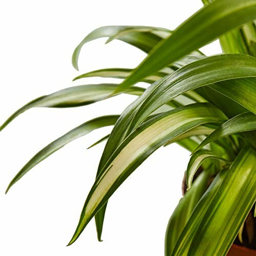 Close-up of green plant leaves with white background