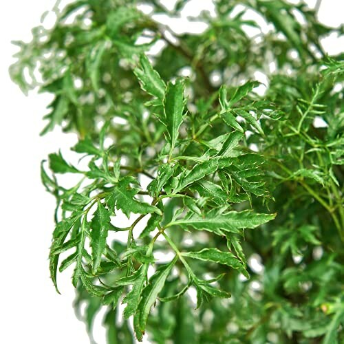 Close-up of green plant leaves