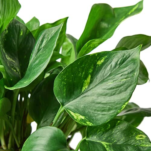 Close-up of green pothos plant leaves.