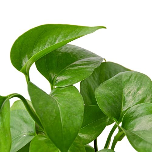 Close-up of green pothos plant leaves