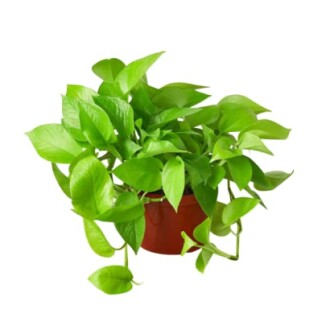 Pothos plant with green leaves in a brown pot