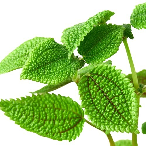 Close-up of green textured leaves on a plant