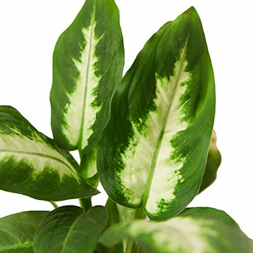 Green variegated plant leaves with white patterns