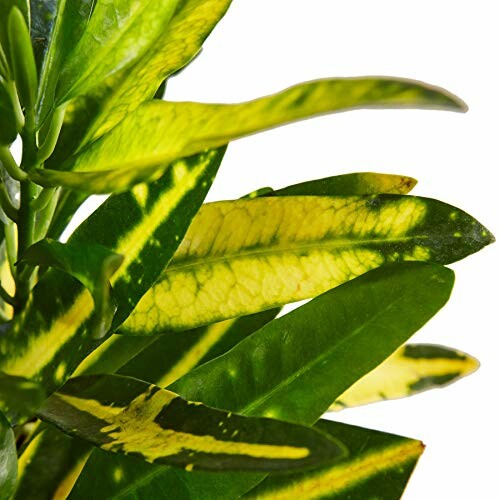 Close-up of green and yellow croton leaves.