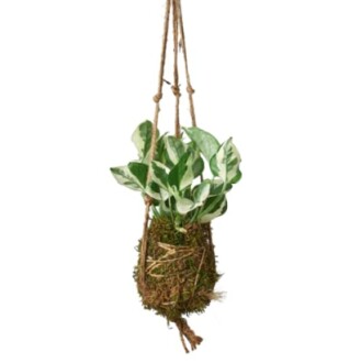 Hanging kokedama plant with green leaves