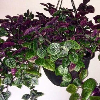 2 Purple Swedish Ivy Plants