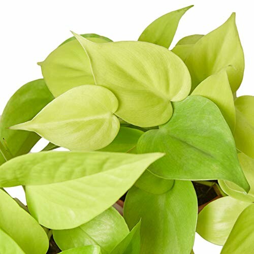 Close-up of heartleaf philodendron leaves.