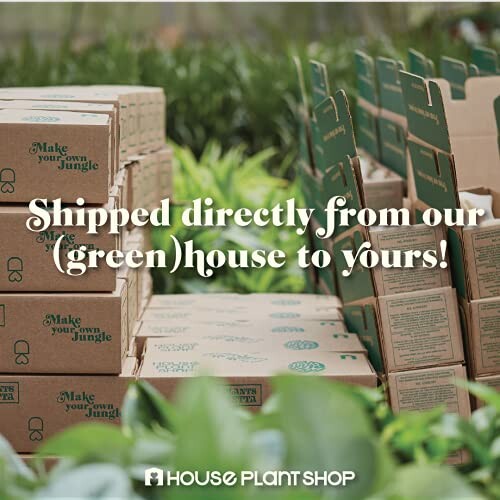 Stacked boxes from House Plant Shop with greenery in the background.