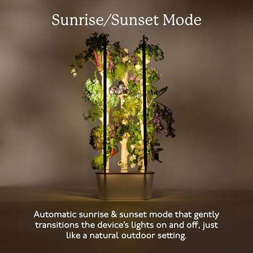 Indoor garden with sunrise and sunset mode lighting feature.