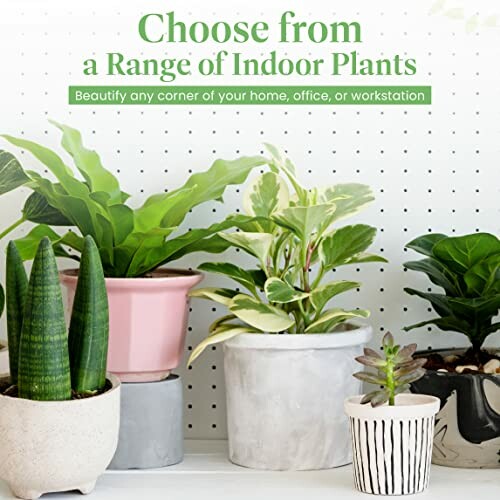 Variety of potted indoor plants against pegboard backdrop.