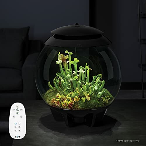 Indoor terrarium with plants and remote control.