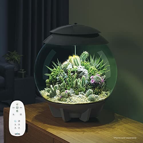 Indoor terrarium with various cacti and a remote control