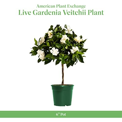 Live Gardenia Veitchii Plant in a 6-inch pot