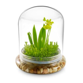 Bloomify Dancing Orchid Terrarium