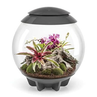 Modern glass terrarium with plants and flowers inside.