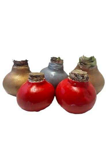 Daylily Nursery Waxed Amaryllis Bulb Holiday 5 Pack