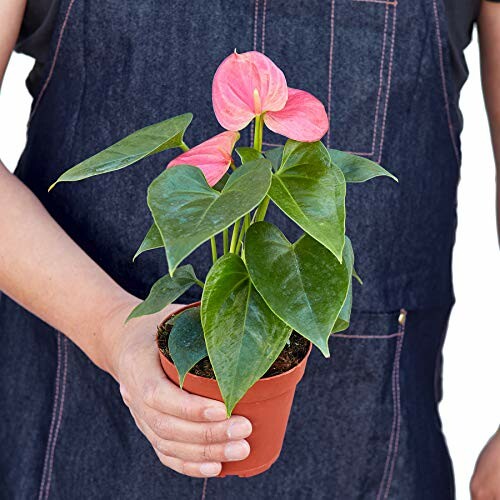 Person holding a potted anthurium plant with pink flowers