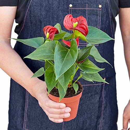 Person holding a potted anthurium plant with red flowers