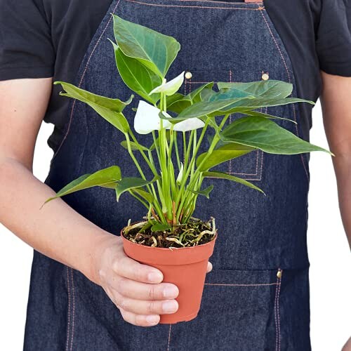 Person holding a potted anthurium plant