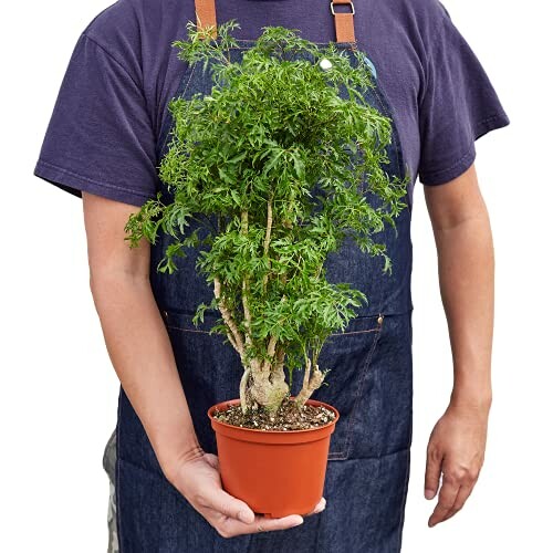 Person holding a bonsai tree in a pot