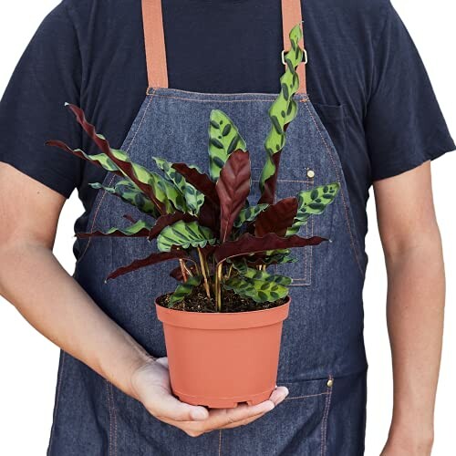 Person holding a potted Calathea plant