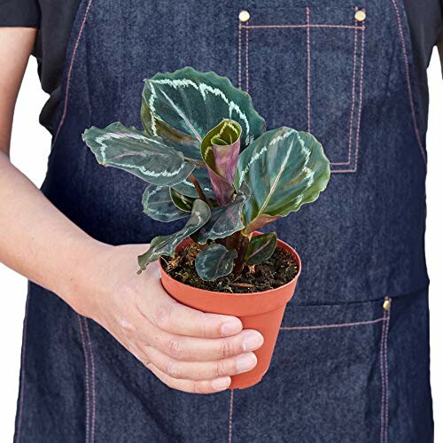 Person holding a calathea plant in a small pot.