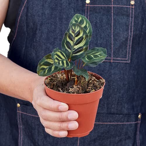 Person holding a Calathea plant in a small pot