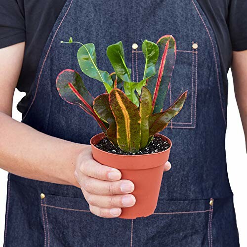 Person holding a croton plant in a small pot.