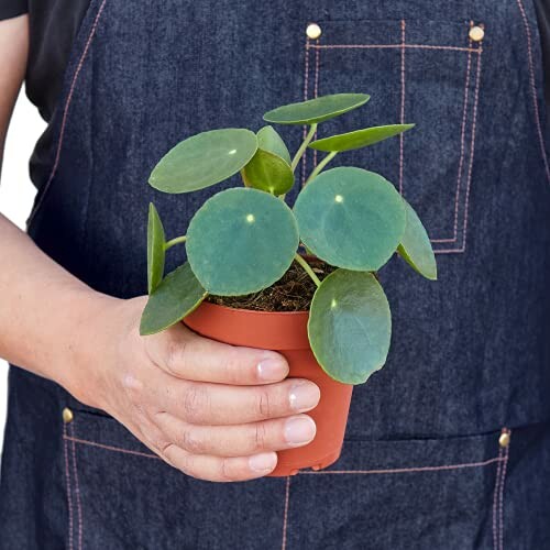 Person holding a Pilea plant in a small pot