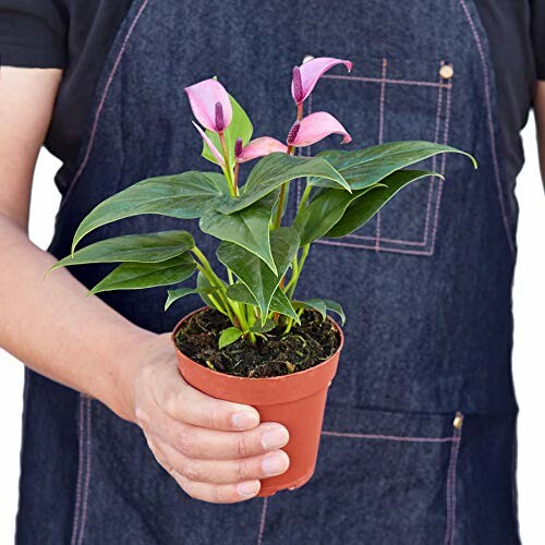 Person holding a small potted pink anthurium plant.