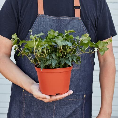 English Ivy 'Green California'