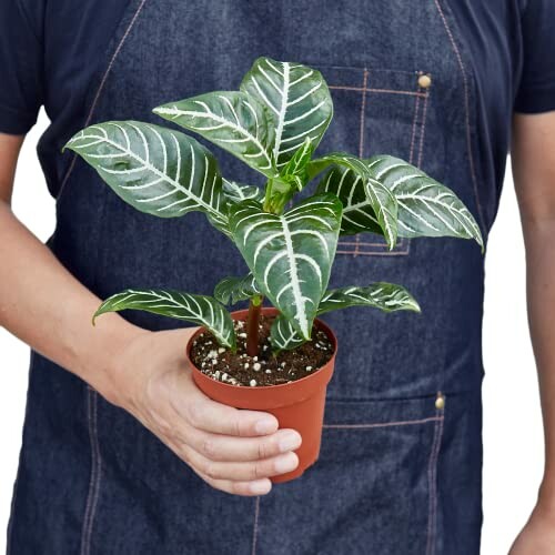 Person holding a small potted plant with large green leaves.