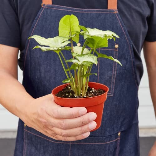 Person holding a potted plant with green leaves.