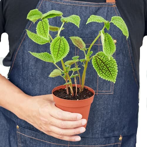 Person holding potted plant with green leaves