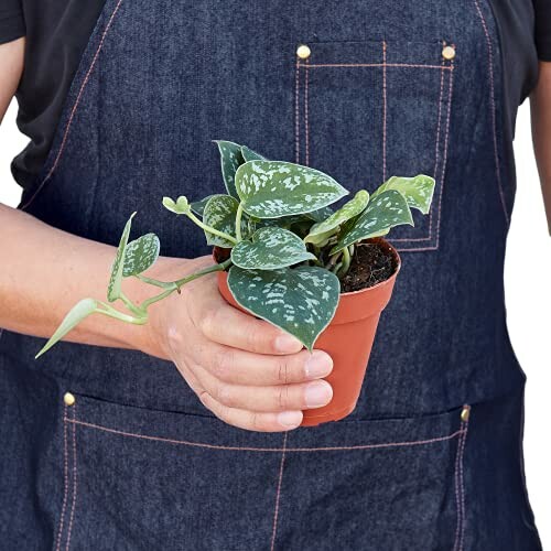 Person holding a small potted plant