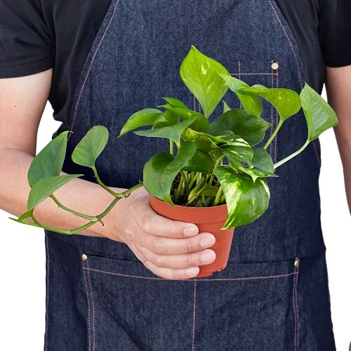 Person holding a potted plant wearing a blue apron. The person is smiling and looking happy.