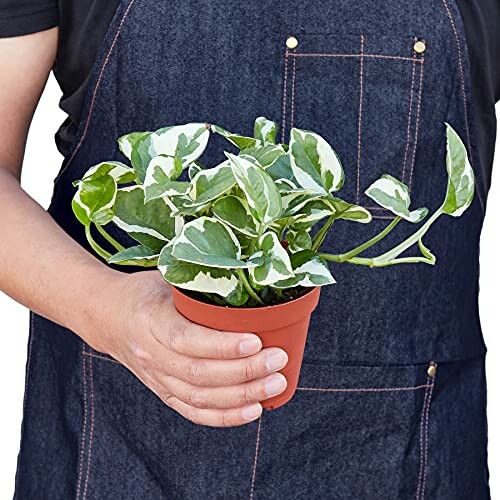 Person holding a potted plant with variegated leaves, a beautiful addition to any room