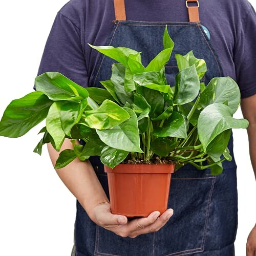 Person holding a potted green plant