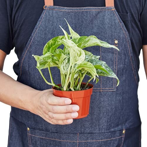 Person holding a small potted plant wearing a denim apron